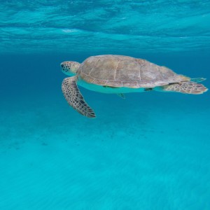 klein curaçao schildpad