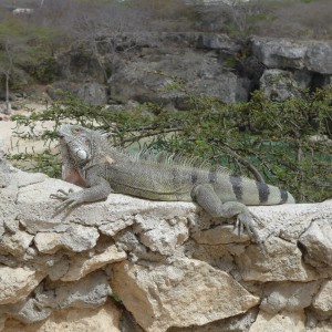 playa lagun curaçao