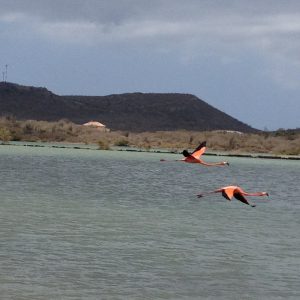 vakantie Curaçao