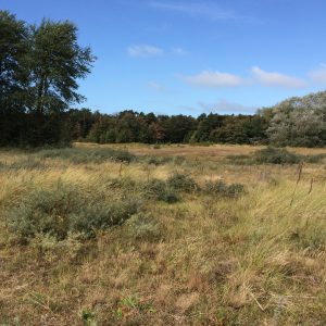 hardlopen duinen